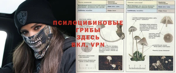 гашик Алексин